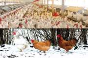 هشدار بهداشتی به مرغداران با فرا رسیدن فصل سرما 